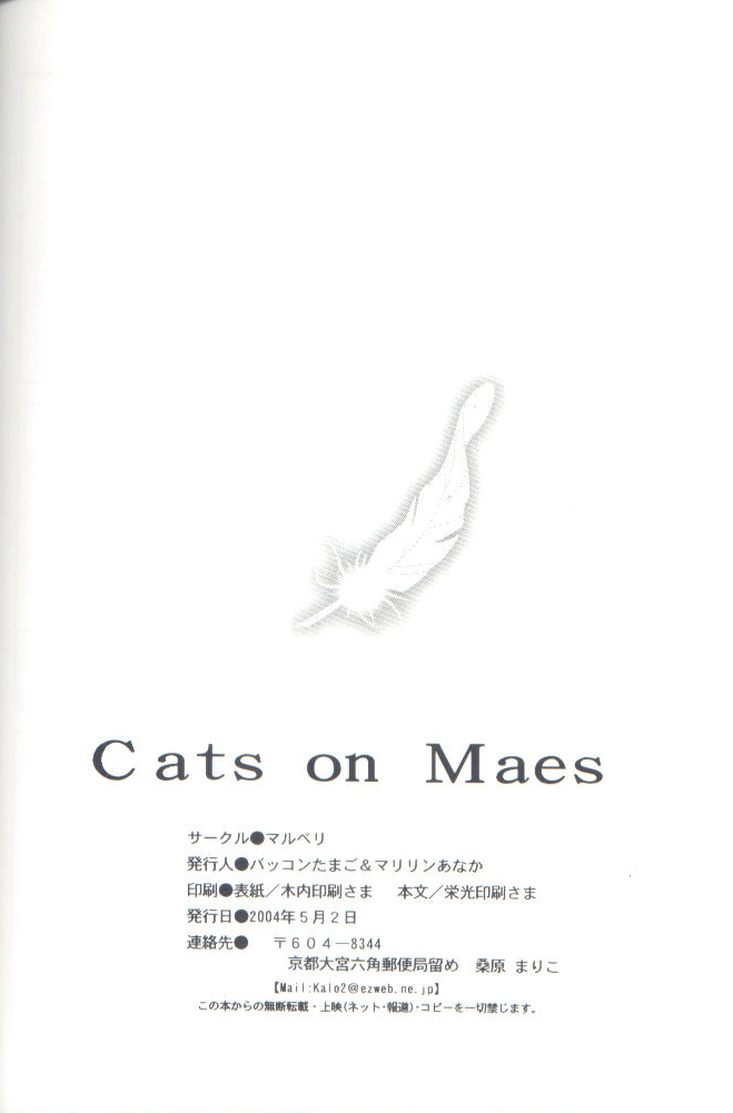 Cat on Maes 1 